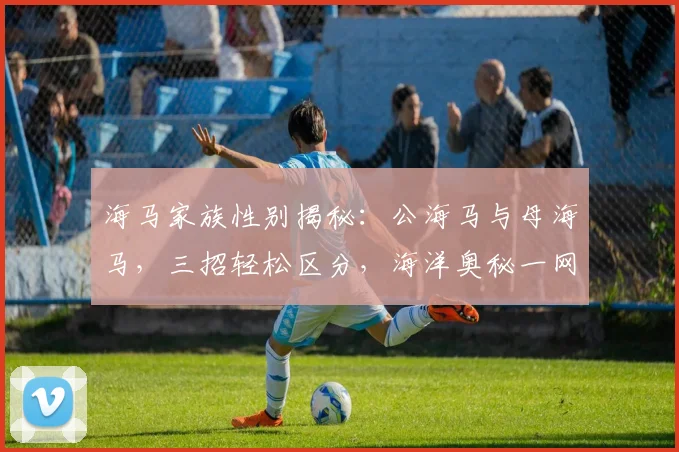 海马家族性别揭秘：公海马与母海马，三招轻松区分，海洋奥秘一网打尽，快来一探究竟